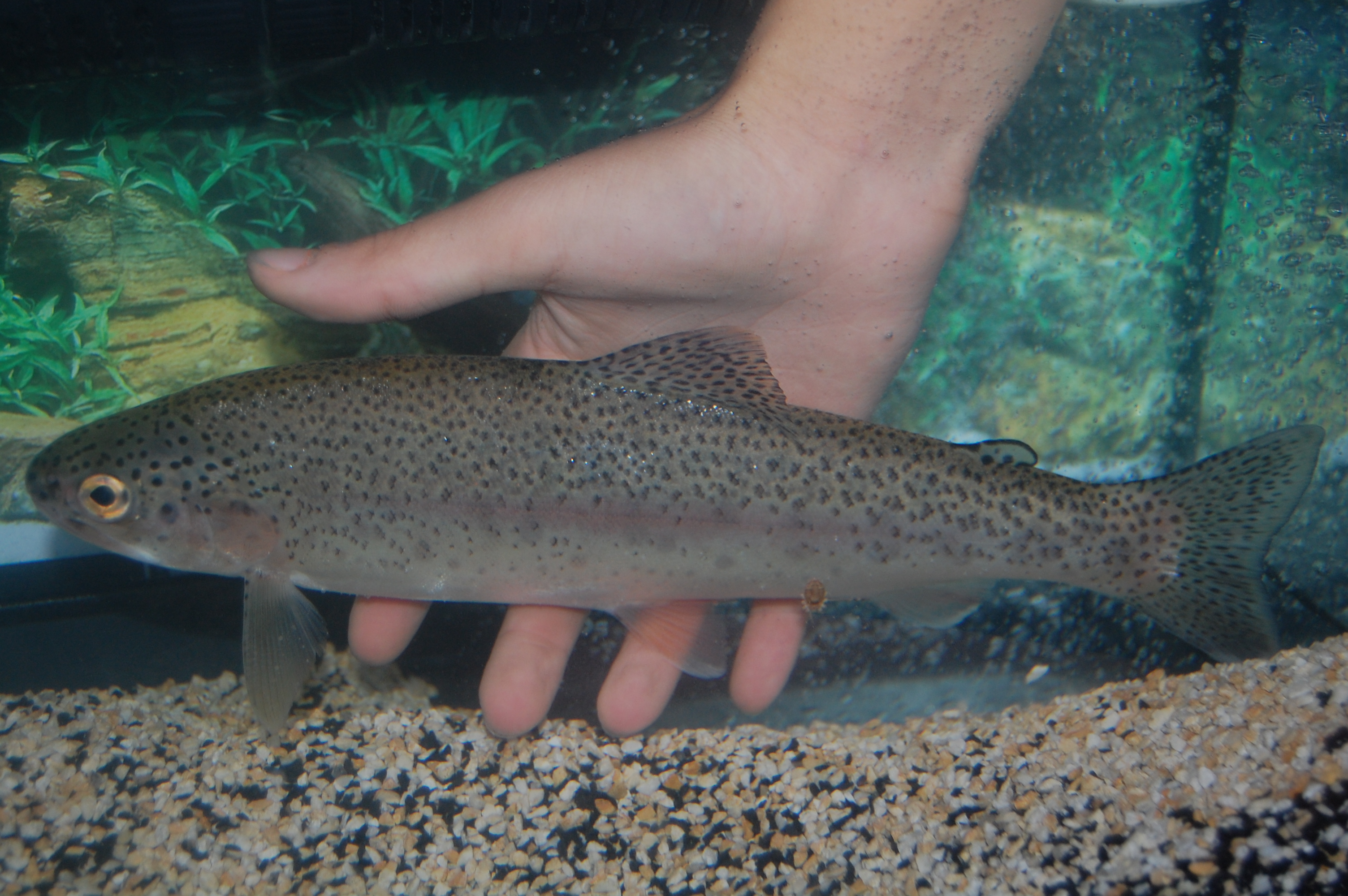 Gökkuşağı Alabalığı - Oncorhynchus mykiss